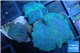 Discosoma neon blue avatar 3 polyps WYSIWYG acclimaté