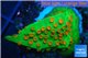 Leptastrea green & orange polyps 2-4 cm WYSIWYG acclimaté