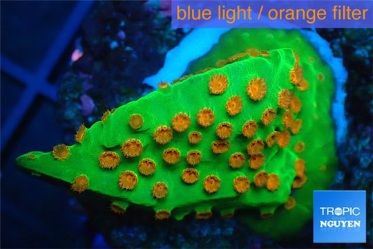 Leptastrea green & orange polyps 2-4 cm WYSIWYG acclimaté