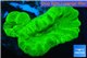 Caulastrea neon green 2 polyps WYSIWYG acclimaté