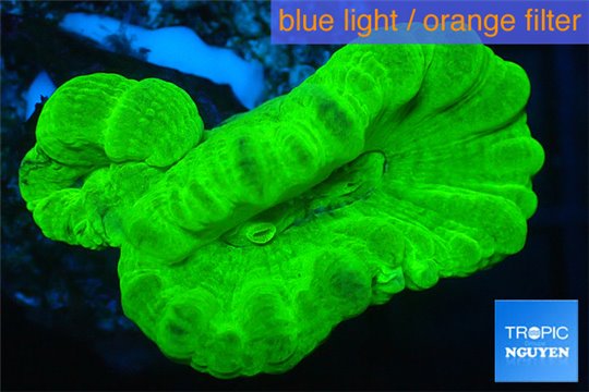 Caulastrea neon green 2 polyps WYSIWYG acclimaté