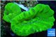 Caulastrea neon green 2 polyps WYSIWYG acclimaté