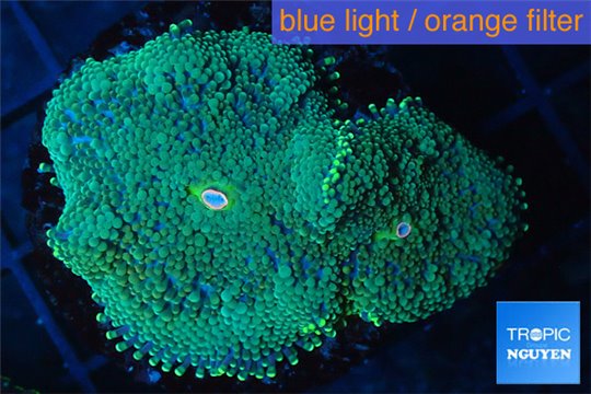 Ricordea floridae gold 2 polyps WYSIWYG acclimaté