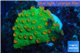 Leptastrea green & orange polyps 2-4 cm WYSIWYG acclimaté