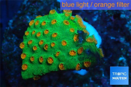 Leptastrea green & orange polyps 2-4 cm WYSIWYG acclimaté