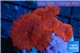 Discosoma red devils 5-6 polyps WYSIWYG acclimaté