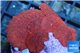 Discosoma red devils 5-6 polyps WYSIWYG acclimaté