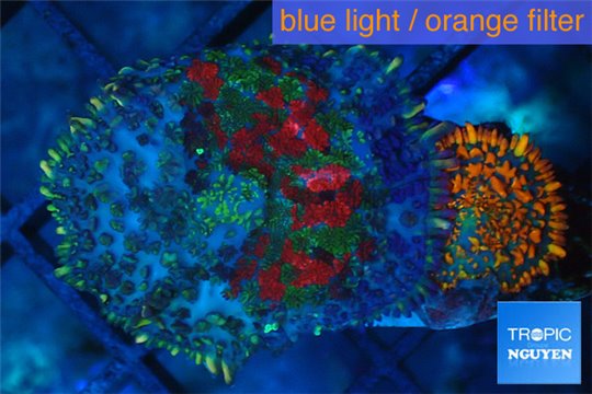 Rhodactis red ice blue superman 2 polyps WYSIWYG acclimaté