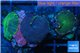 Discosoma mix colors 3 polyps WYSIWYG acclimaté