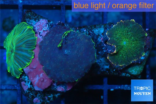 Discosoma mix colors 3 polyps WYSIWYG acclimaté