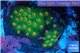 Leptastrea green & orange polyps 2-4 cm WYSIWYG acclimaté