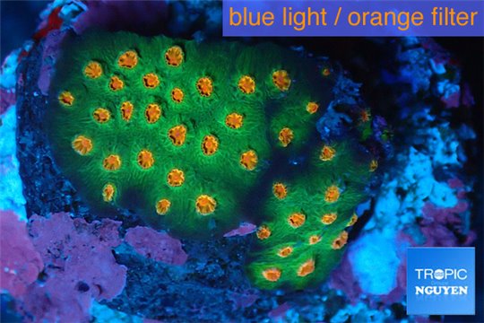 Leptastrea green & orange polyps 2-4 cm WYSIWYG acclimaté