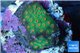 Leptastrea green & orange polyps 2-4 cm WYSIWYG acclimaté