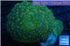 Discosoma green & blue spot 2 polyps WYSIWYG acclimaté