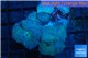 Discosoma neon blue avatar 4-5 polyps WYSIWYG acclimaté