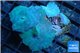 Discosoma neon blue avatar 4-5 polyps WYSIWYG acclimaté