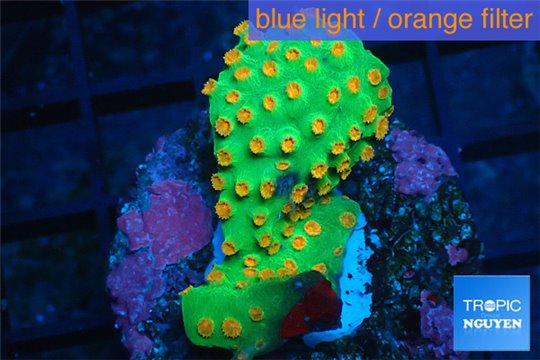 Leptastrea green & orange polyps 3-4 cm WYSIWYG acclimaté