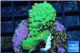 Leptastrea green & orange polyps 3-4 cm WYSIWYG acclimaté