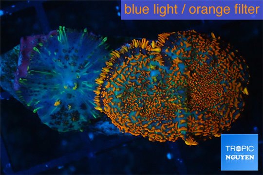 Rhodactis red blue superman + Discosoma green line 2 polyps WYSIWYG acclimaté