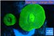 Caulastrea neon green 2 polyps WYSIWYG acclimaté