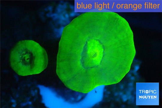 Caulastrea neon green 2 polyps WYSIWYG acclimaté