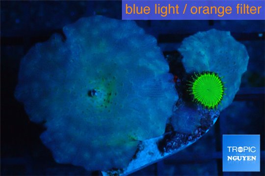 Discosoma neon blue avatar 2 polyps WYSIWYG acclimaté