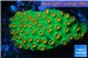 Leptastrea green & orange polyps 3-4 cm WYSIWYG acclimaté