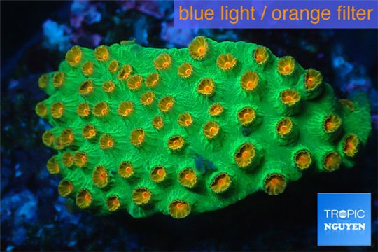 Leptastrea green & orange polyps 3-4 cm WYSIWYG acclimaté