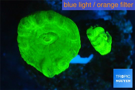 Caulastrea neon green 2 polyps WYSIWYG acclimaté