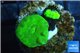 Caulastrea neon green 2 polyps WYSIWYG acclimaté