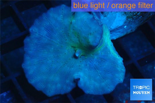 Discosoma neon blue avatar 1 polyp WYSIWYG acclimaté