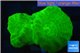 Caulastrea neon green 2 polyps WYSIWYG acclimaté