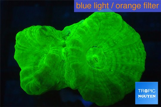 Caulastrea neon green 2 polyps WYSIWYG acclimaté