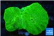 Caulastrea neon green 2 polyps WYSIWYG acclimaté