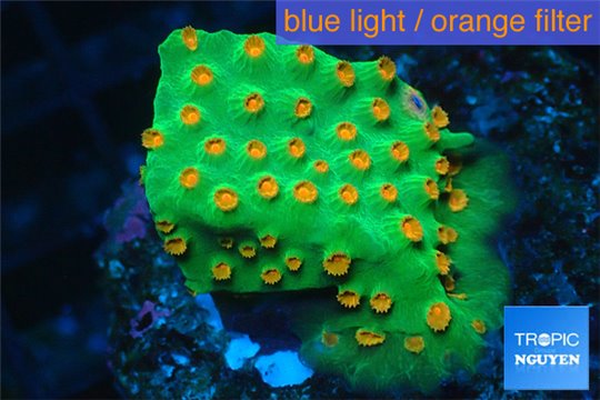 Leptastrea green & orange polyps 3-4 cm WYSIWYG acclimaté