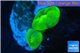 Caulastrea neon green 2 polyps WYSIWYG acclimaté