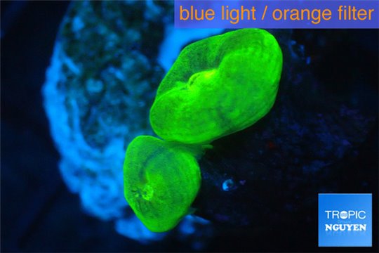 Caulastrea neon green 2 polyps WYSIWYG acclimaté