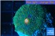 Ricordea floridae gold 1 polyp WYSIWYG acclimaté