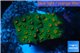 Leptastrea green & orange polyps 2-4 cm WYSIWYG acclimaté