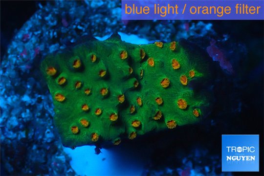 Leptastrea green & orange polyps 2-4 cm WYSIWYG acclimaté