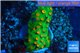 Leptastrea green & orange polyps 3-4 cm WYSIWYG acclimaté