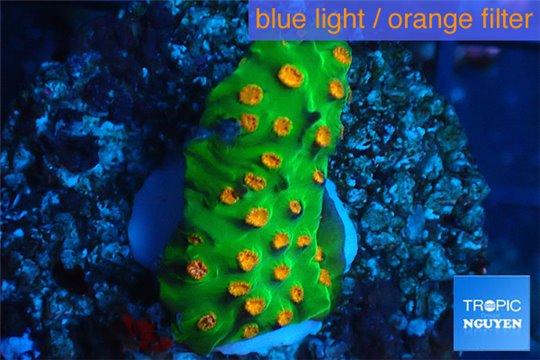 Leptastrea green & orange polyps 3-4 cm WYSIWYG acclimaté