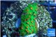 Leptastrea green & orange polyps 3-4 cm WYSIWYG acclimaté