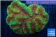 Lobophyllia red green 7-11 cm WYSIWYG acclimaté