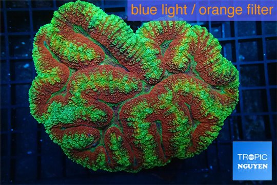 Lobophyllia red green 7-11 cm WYSIWYG acclimaté