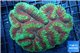 Lobophyllia red green 7-11 cm WYSIWYG acclimaté