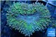 Lobophyllia green 4-6 cm WYSIWYG acclimaté