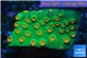 Leptastrea green & orange polyps 3-4 cm WYSIWYG acclimaté