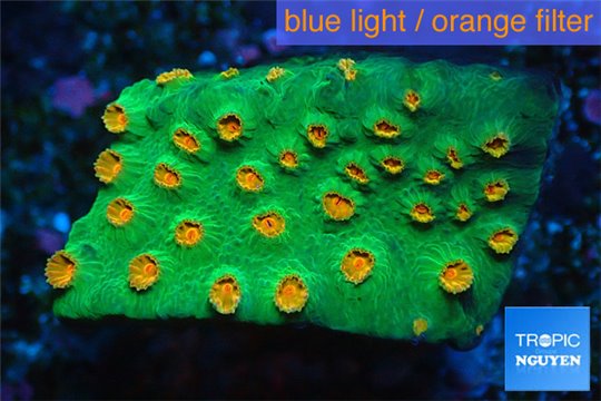 Leptastrea green & orange polyps 3-4 cm WYSIWYG acclimaté