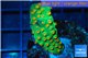 Leptastrea green & orange polyps 3-4 cm WYSIWYG acclimaté